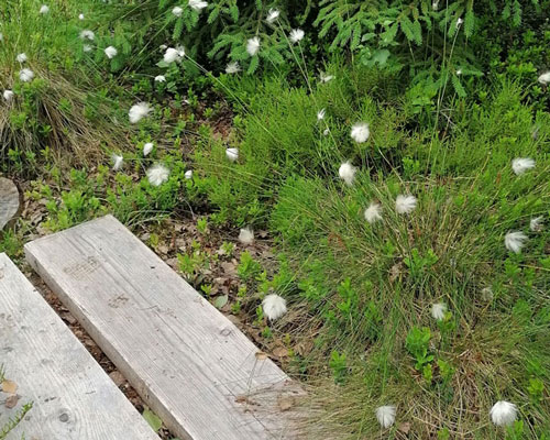 Pitkospuiden vieressä kasvaa tupasvillaa.